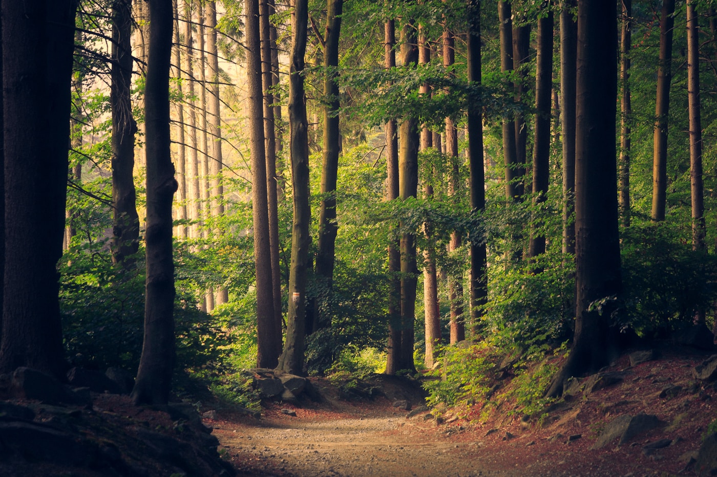 Tree-lined path through a green park connector